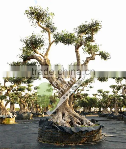 Olea Europaea "Pirineos" Pompon