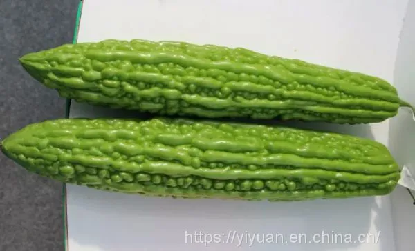 Strong Disease Resistant High Yield Bitter Gourd Seeds for Planting No.75 photo-2
