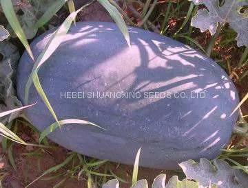Black Jing Hybrid f1 Large Size Planting Watermelon Seeds photo-3