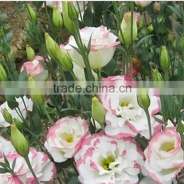 Good Quality Manufacture Eustomas High Quality photo-2