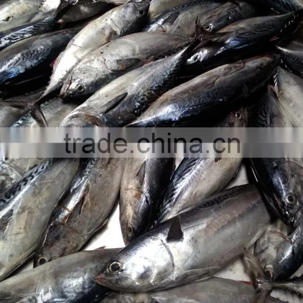 Auxis Thazard Tuna for Can for Bait photo-3