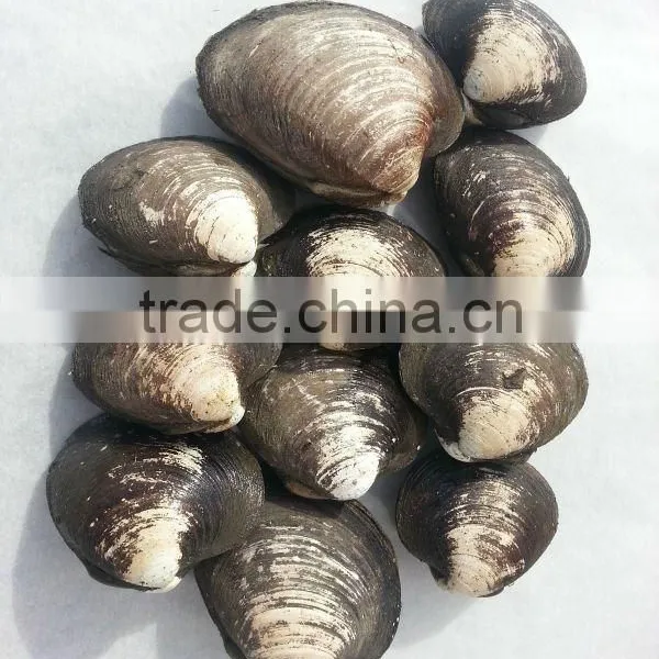 Clam Ocean Quahog