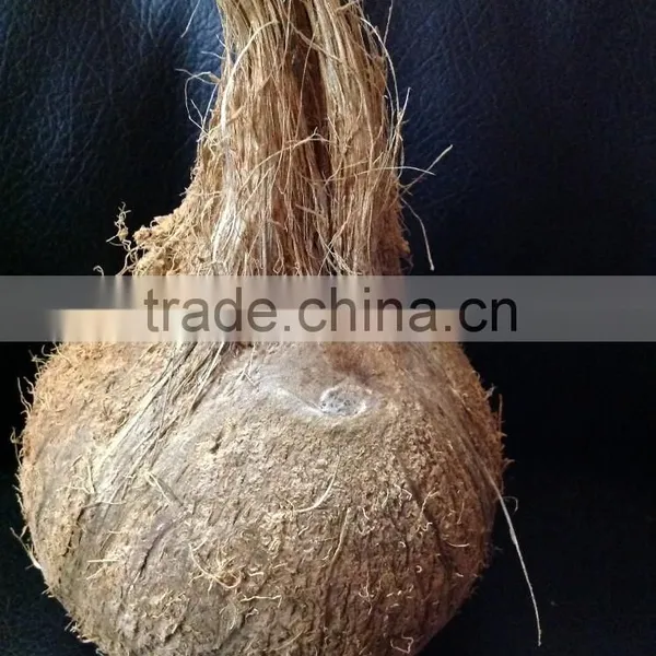 SEMI HUSKED COCONUT