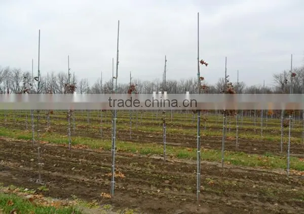 Fiberglass Stick Rod Stake Flexible Fiberglass Rod for Agriculture for Plants Vegetables photo-4