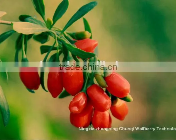 2016 Ningxia Chunqi Wolfberry /Gojiberry From Manufacture in Bulk photo-3