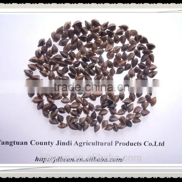 Buckwheat Market Price photo-2