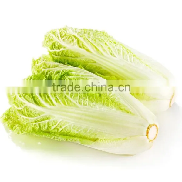 Long Shape Cabbage Fresh Green Cabbage on Sale Frozen Packed photo-2