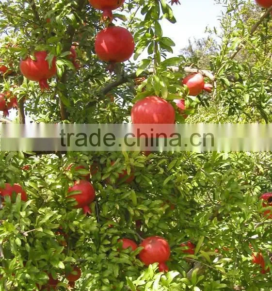Common Cultivation Type of Pomegranate photo-2