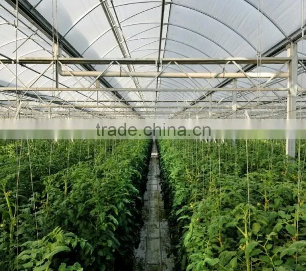Gutter Connected Agricultural Greenhouse in Multi Span photo-2