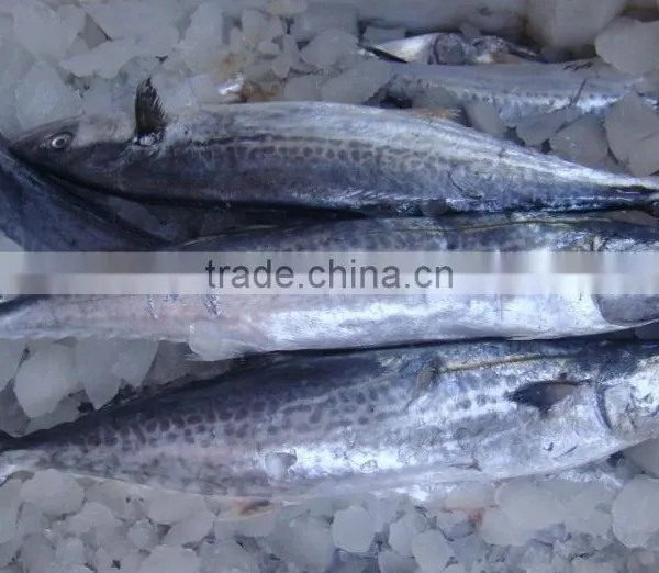 Frozen Spainish Mackerel