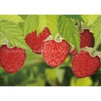 Raspberry ,China,Tongrenxiang