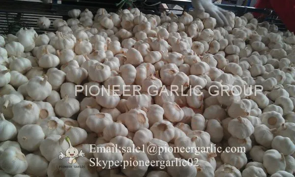 Chinese 100% Pure White Fresh Garlic Small Packing Costa Rica Market photo-3