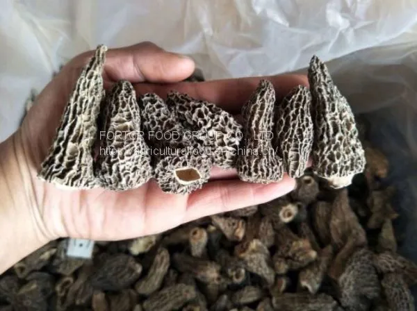 Factory Price Premium Quality Chinese Wild Dried Morel Mushroom/Morchella Esculenta Without Fully Stem (4-6CM) photo-2