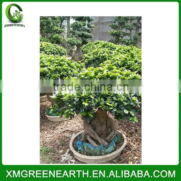 Ginseng Ficus 8kg