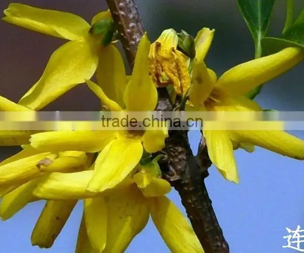 100% Pure and Natural Weeping Forsythia Hebal Oil photo-2
