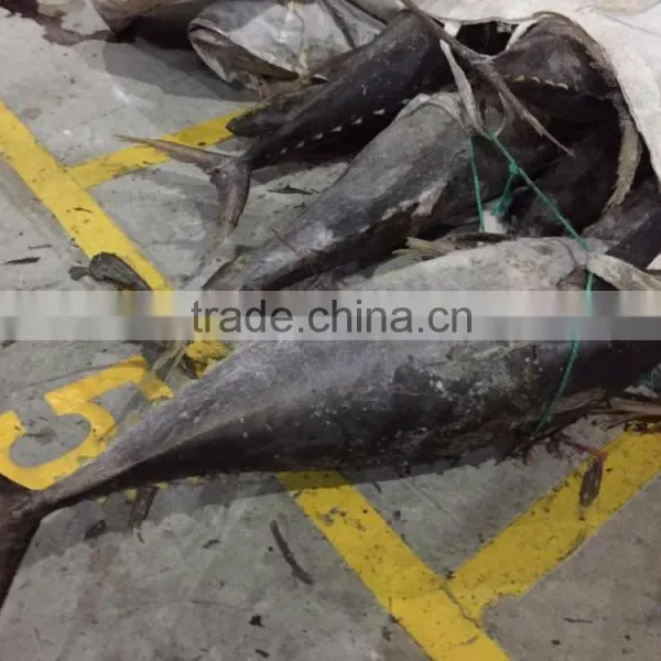 Frozen Yellowfin Tuna photo-3