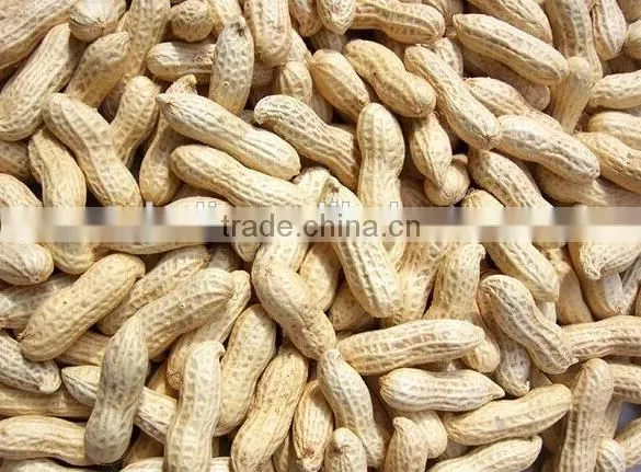 Chinese Peanut Suppliers photo-5