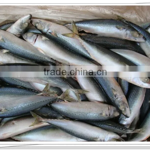Frozen Bonito Tuna photo-2