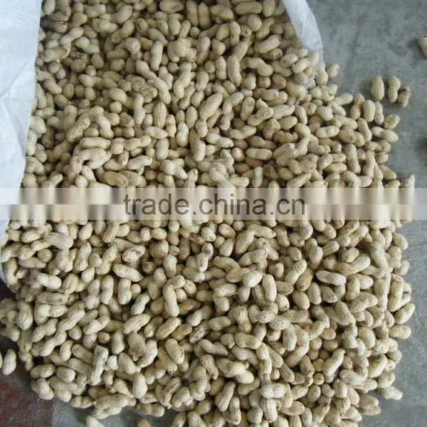 11/13 Size Peanut in Shell for Sale With Lowest Price photo-4