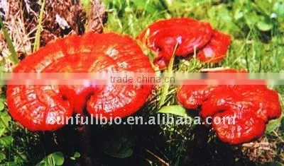 Reishi Mushroom Extract 30% Polysaccharides (UV-VIS)