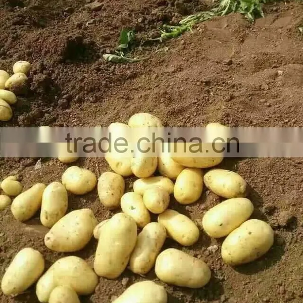 Holland Potato to Dubai Market for Sale photo-4