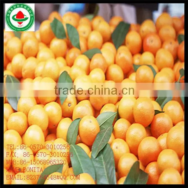 Fresh Sweet Orange