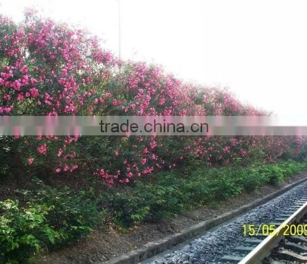 Blooming Nerium Indicum Milli of Outdoor Landscaping Foliage Decorative Ornamental Plants photo-5