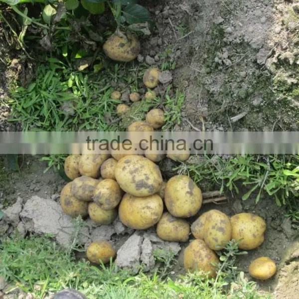 Fresh Potato From Bangladesh photo-3
