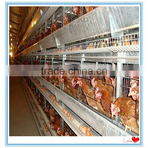 High Quality Automatic Poultry Farm Equipment for Chicken Cage