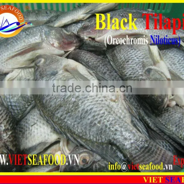 FROZEN BLACK TILAPIA WHOLE ROUND