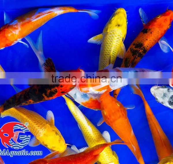 Koi Fish Bleeding Farm and Export From Thailand photo-3