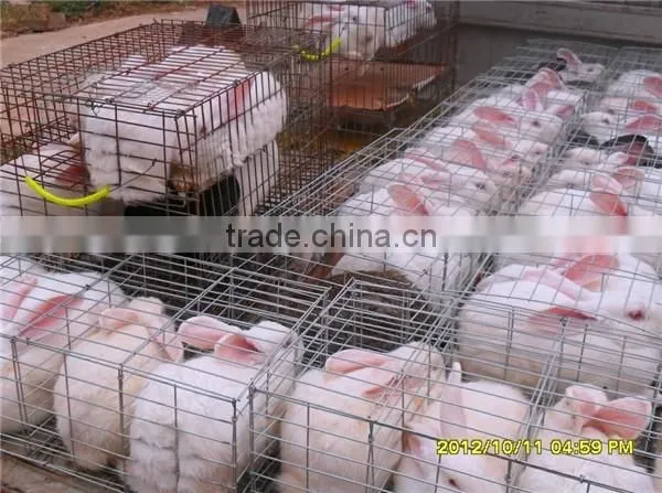 Automatic Cheap Rabbit Cages for Sale photo-3