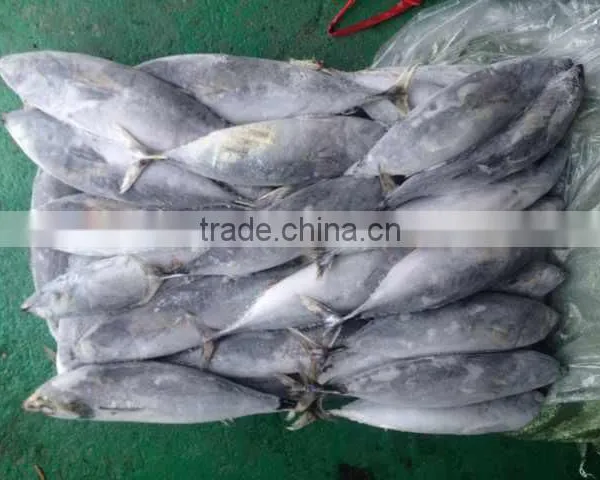 The Ship Frozen Bonito Fish(skipjack Tuna)