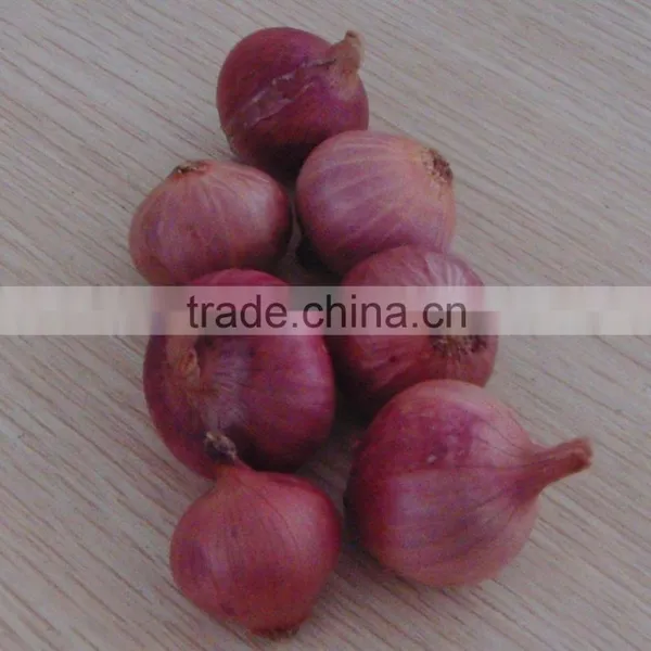 Red Onion Prices and Yellow Onion Prices photo-4