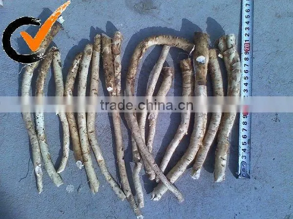Fresh Horseradish