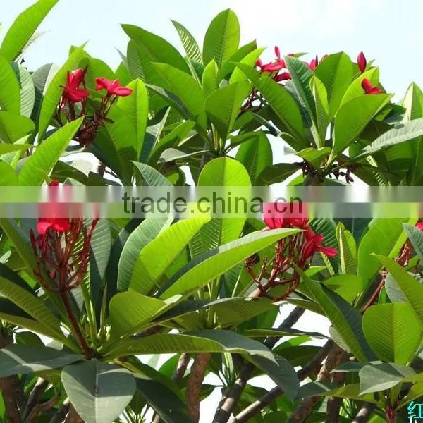 Natural Outdoor Plants Plumeria Rubra Red Flower photo-4