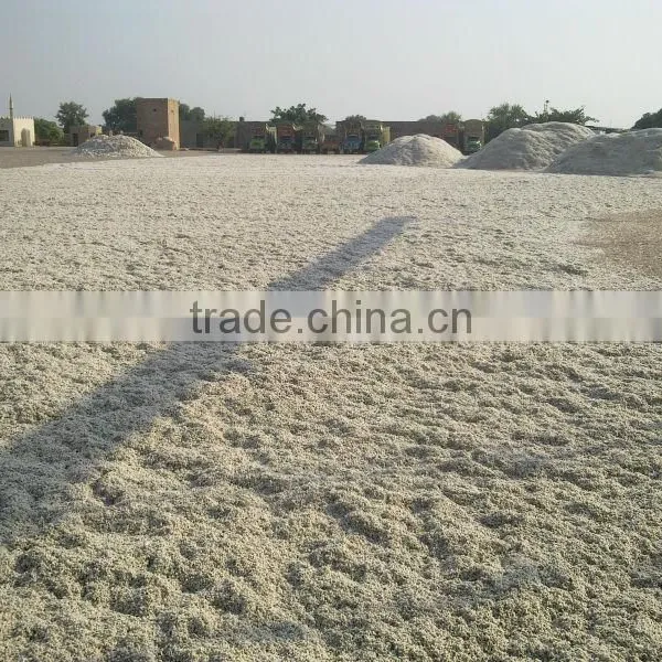 Cotton Seed photo-4