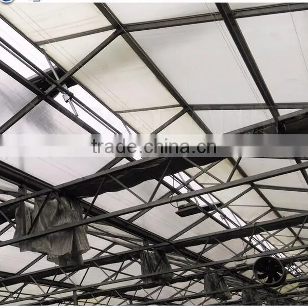 Factory Price Greeenhouse Tomato Seed photo-4
