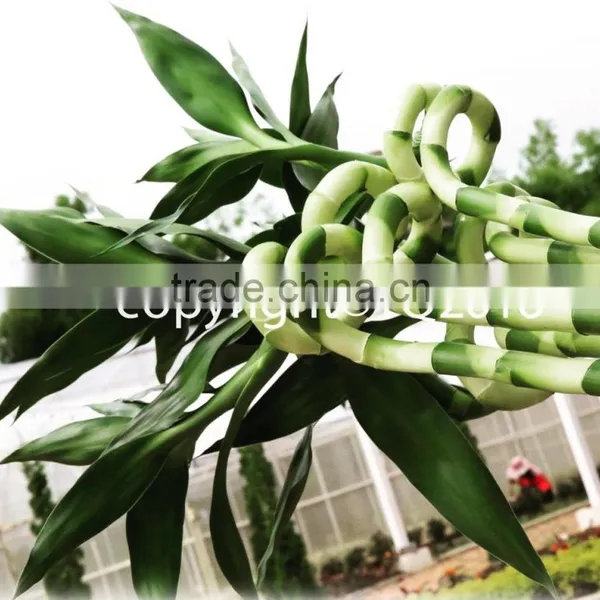Lucky Bamboo photo-2