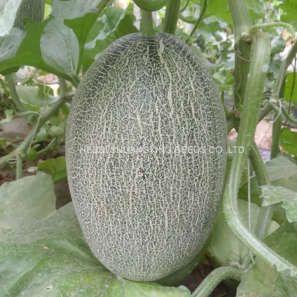 Good Taste F1 Hybrid Hami Melon Seeds Price photo-2
