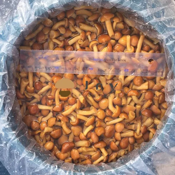 Pholiota Nameko Mushroom in Brine