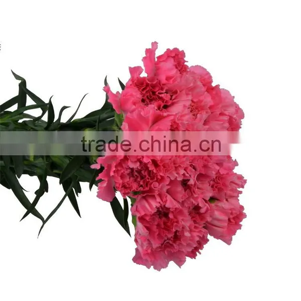New Deep Pink Carnation Flower Decorating photo-4