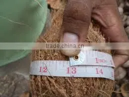 Semi Husked COCONUT photo-2