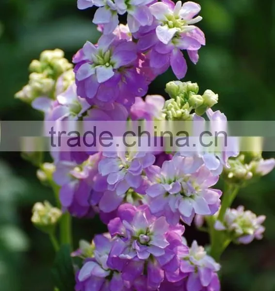Common Stock Violet, Matthiola, Flower Seeds , Herb Seed,vegetalbe Seed,fruit Seed,grass Seed