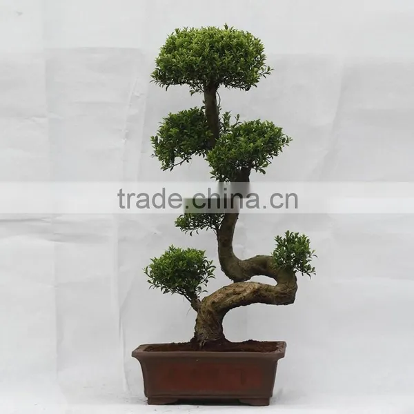 Indoor&outdoor Big Ficus S Shape photo-3