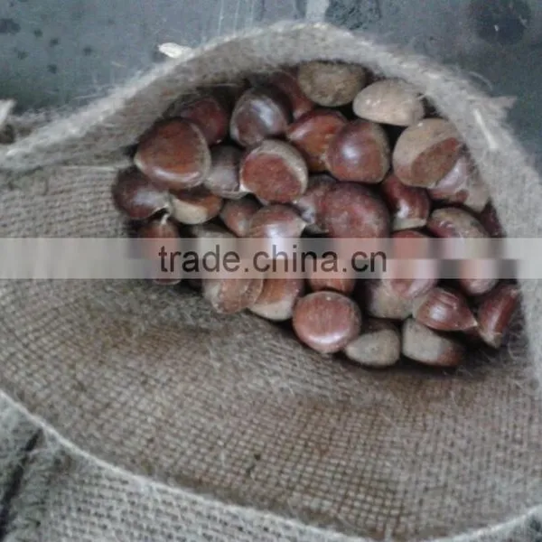 Dandong Fresh Chestnut 40-60 Fresh Chinese Chestnut for Sale