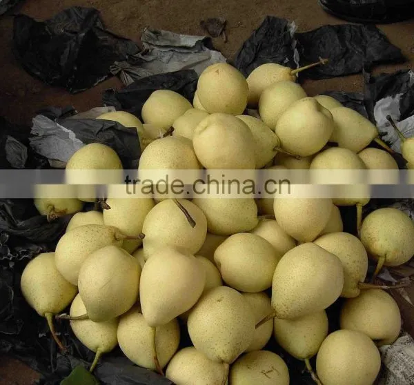 Fresh Ya Pear Fruit for Middle East Market photo-6