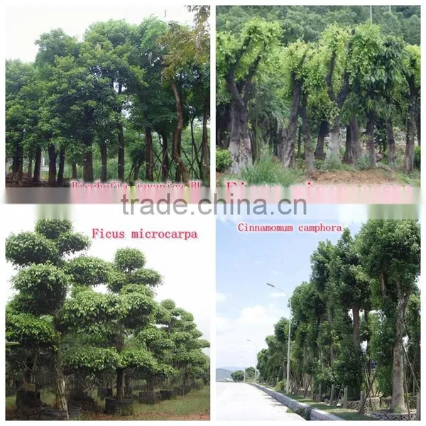 for Outdoor Landscaping Ornamental Bonsai Plants photo-6