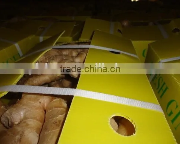 Yellow Color Fresh Ginger photo-4