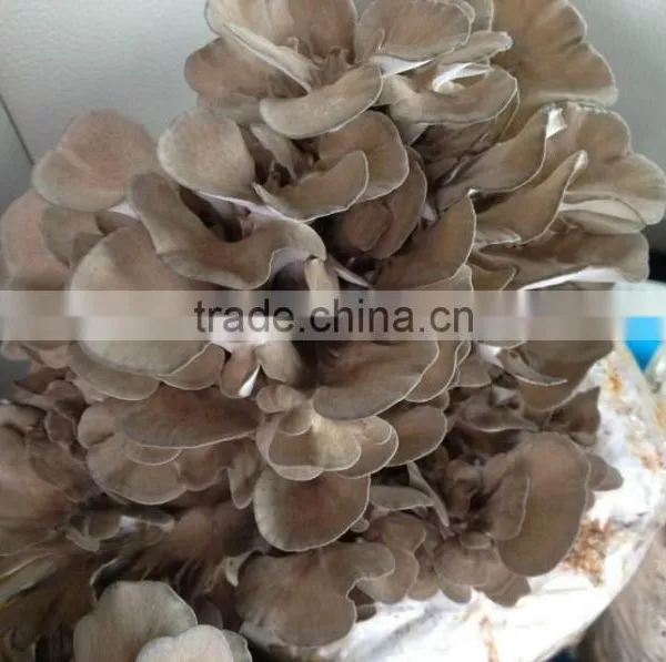 Best Selling Organic Dried Maitake Mushroom photo-6